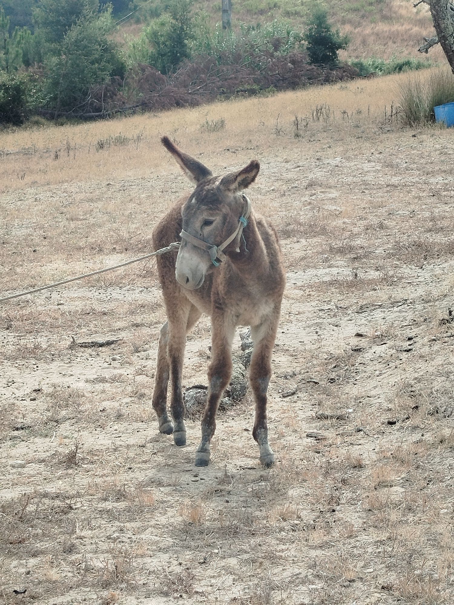 Vendo burro com seis meses