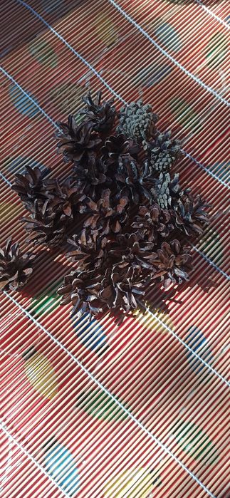 Naturalne sosnowe szyszki