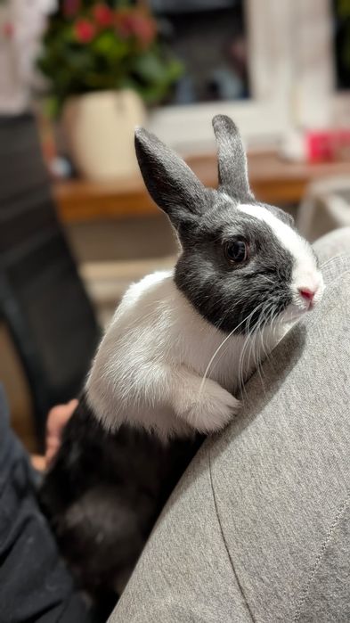 Sprzedam duża klatkę