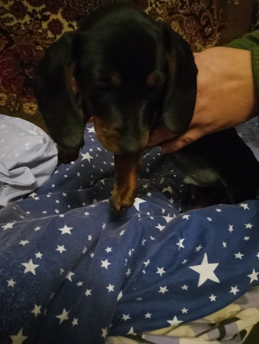 С Зубівка продам таксиня