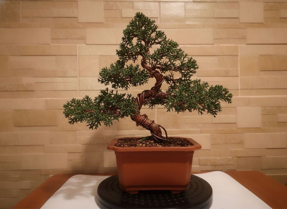 Дерево Бонсай. Живе дерево. Ручна робота. Міні дерево. Подарунок