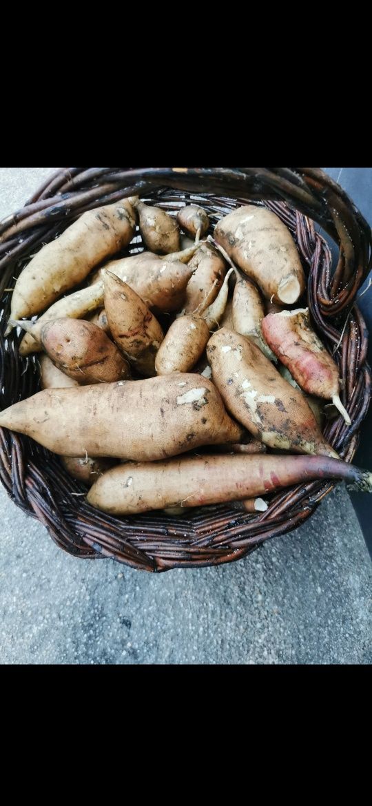 batatas biológicas yacon, boa para para o controlo de colesterol e dia