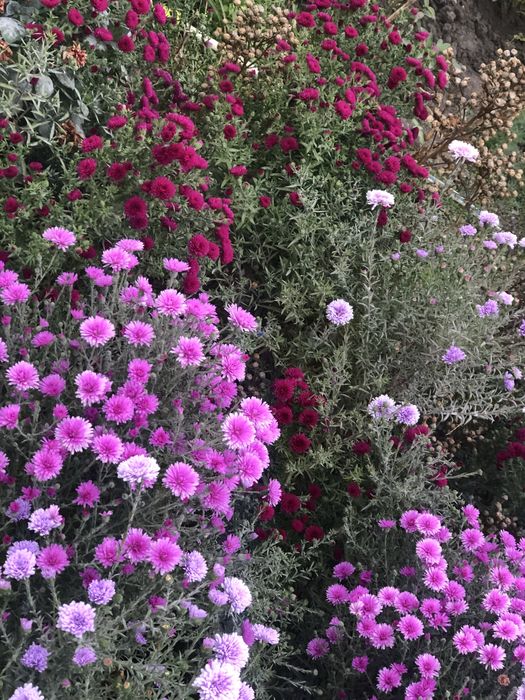 Морозець,айстра багаторічна