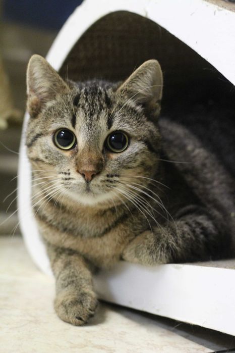 Poznaj Pamelę – ona wciąż czeka na kochających opiekunów.