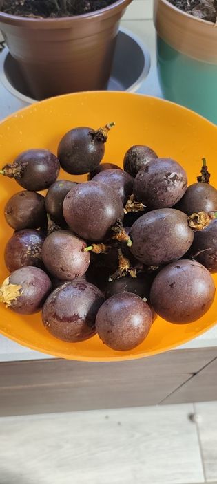 Vendo produtos biológicos