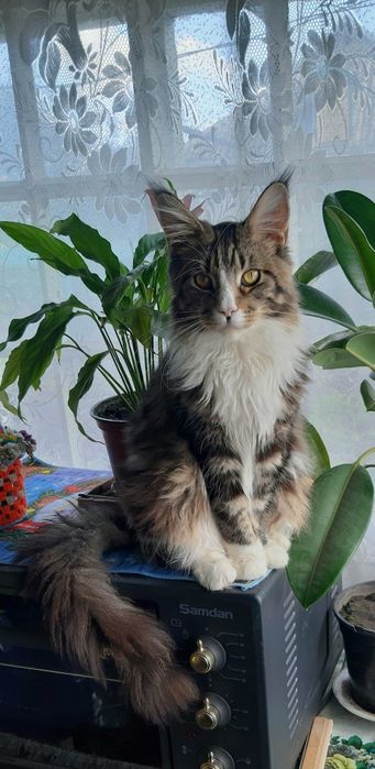 Кот Мейн Кун ждёт девочку