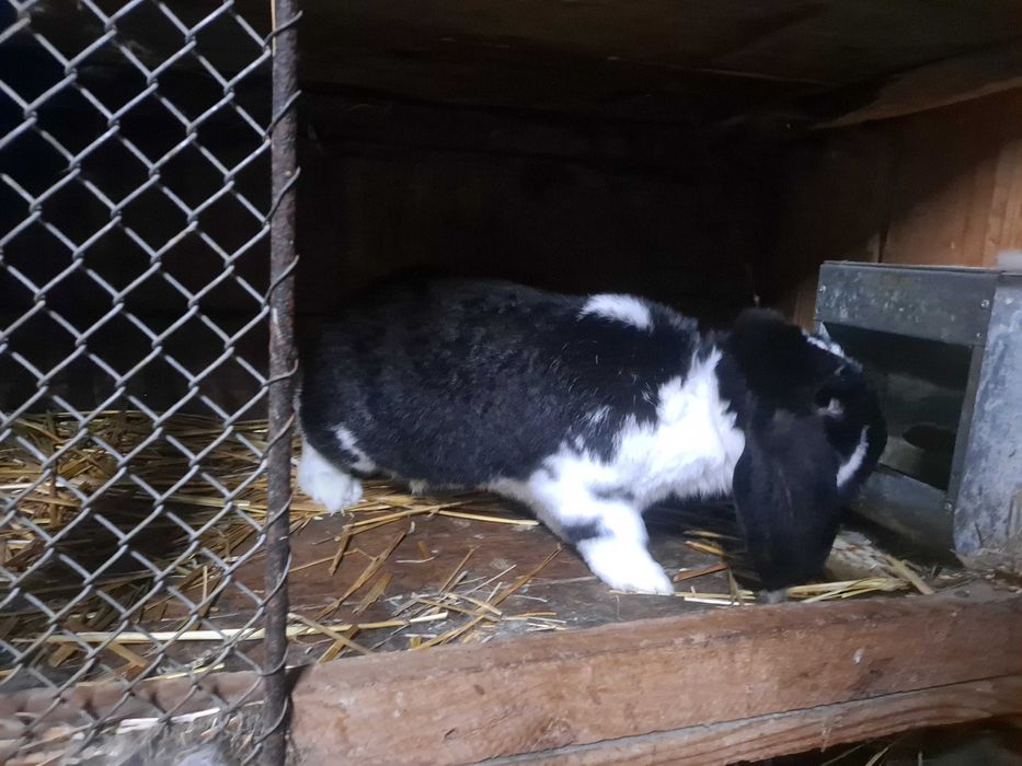 Sprzedam samca barana