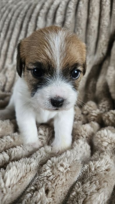 Jack Russel Terrier FCI  suczki dziewczynki