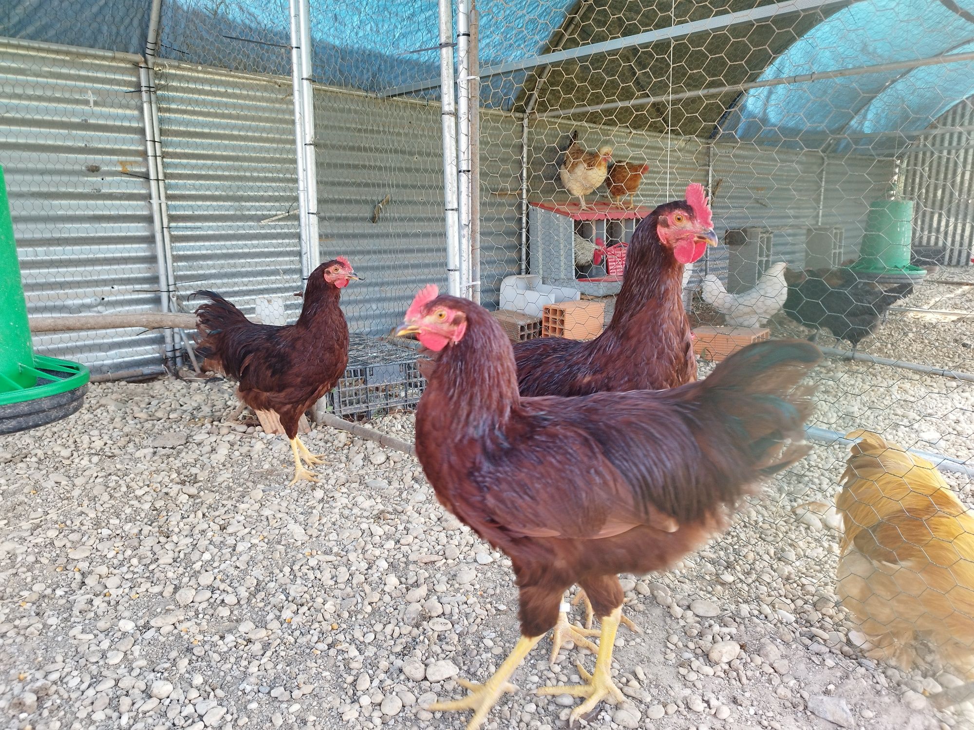 Frangos rhode island red