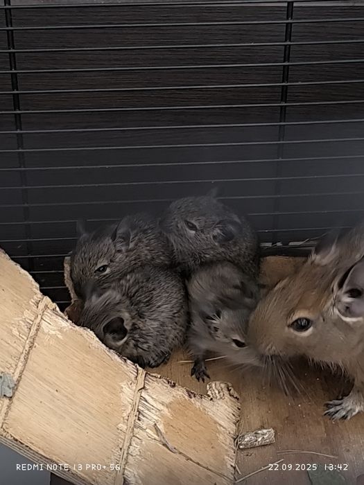Koszatniczki oddam zarezerwowane