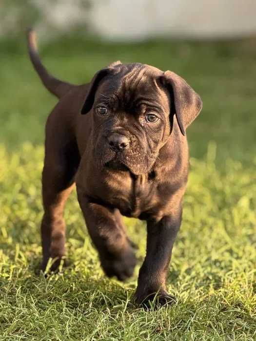 Czarny samiec Cane Corso ZKwP/FCI
