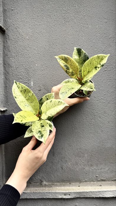 Ficus Shivereana Elastica Moonshine Фікус Мушнайн Еластіка