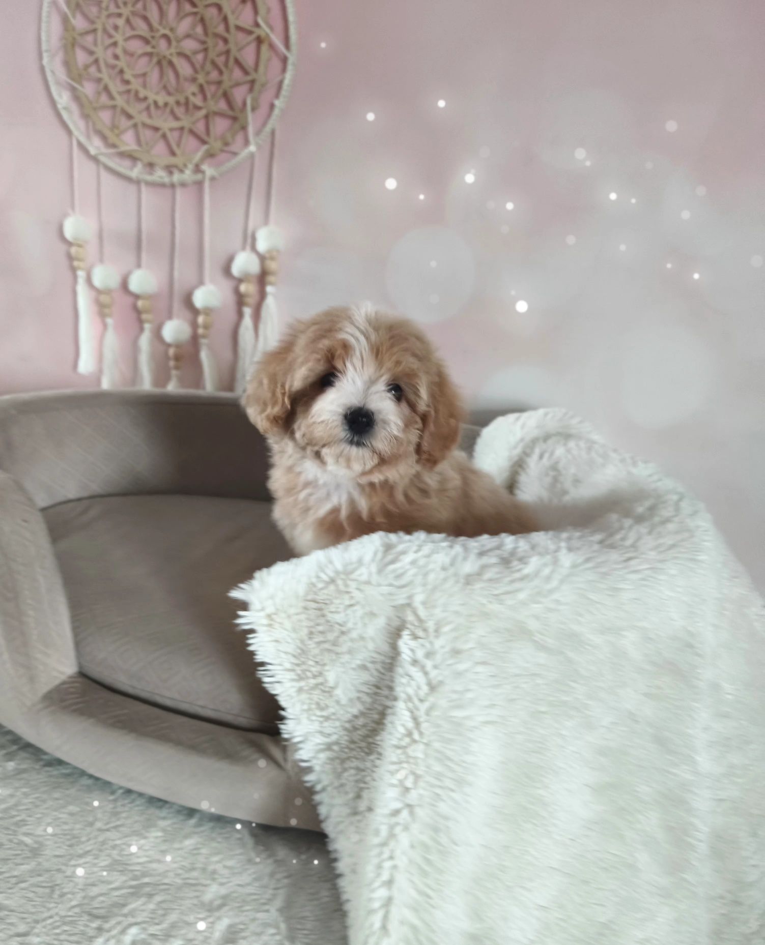 Cudowna suczka rasy maltipoo