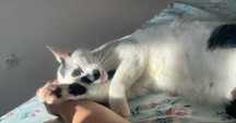 Gato adulto para adoção responsável