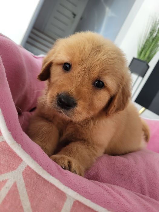 Piesek golden Retriever ciemno złoty