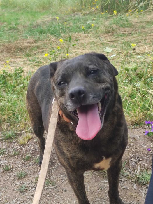 Kyra - Cadela média para adoção