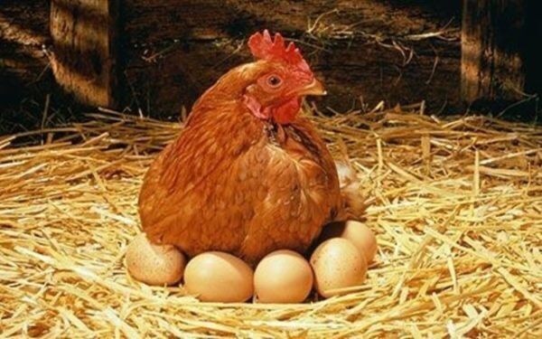 Фарма Колор инкубационное яйцо (мясо-яичные)