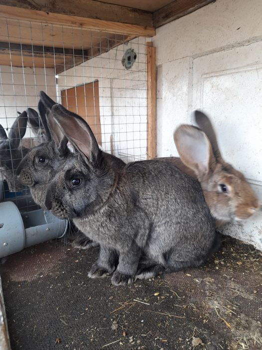 Продам кролів                        .