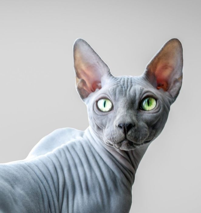 Канадские сфинксы