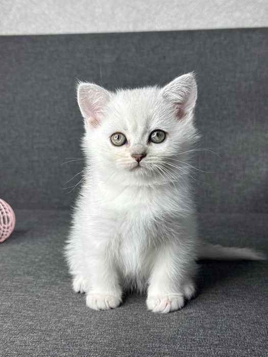 Серебристая шиншилла