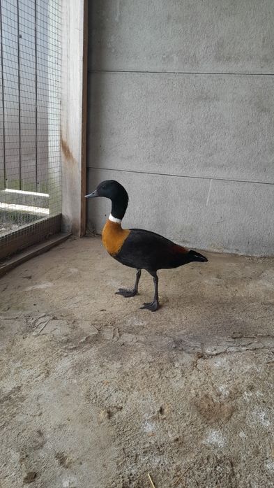 Gęsi ozdobne Kazarka obrożna