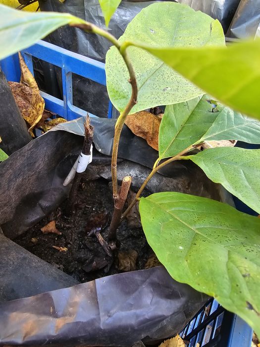 Азиміна сортова садженці