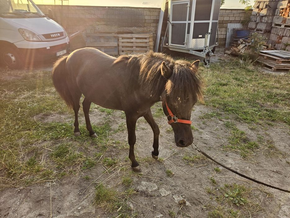 Sprzedam konika ogierka