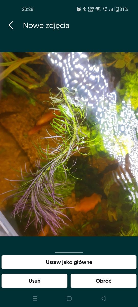 Roślina Akwariowa Eustralis Pogostemon stellata sadzonki