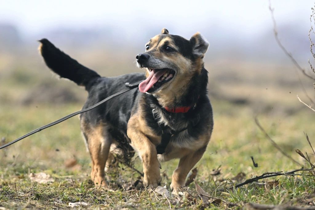 Niskopodlogowy psiak Amorek szuka wymarzonego domu