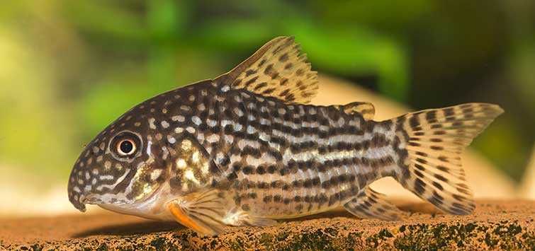 Kirysek Sterby - Corydoras sterbai - Kirys - dowóz, wysyłka