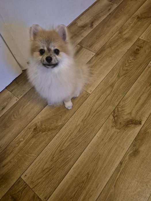 Pomeranian chlopak. Orange sable