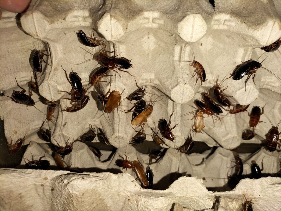 Dorosłe karaczany tureckie