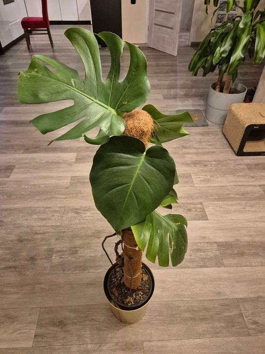 Monstera deliciosa big form