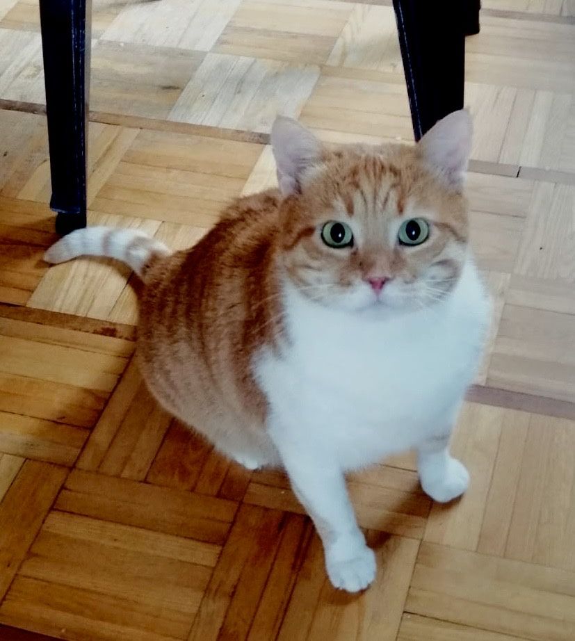 Zeus- to taki Garfield tylko, że z Grecji