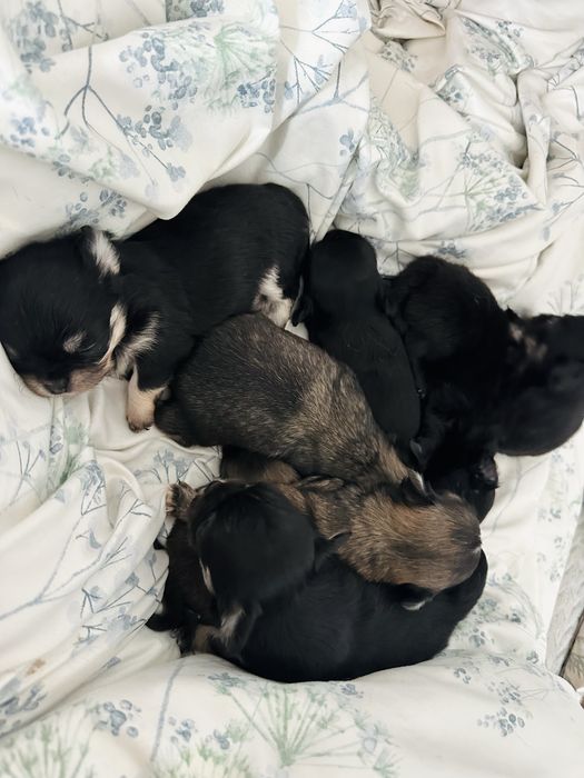 Chihuahua Chłopczyk Długowłosy *ZKwP FCI*