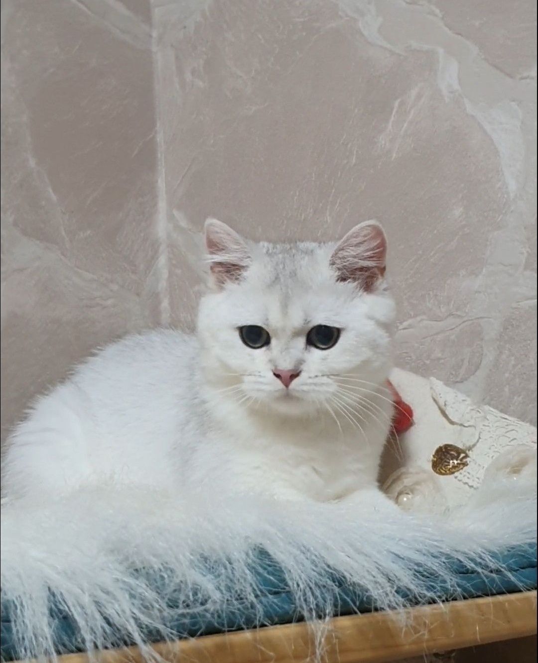 Срібляста британська шиншилла котик