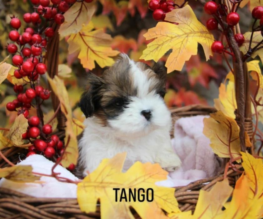Shih- tzu piesek Zkwp FCI