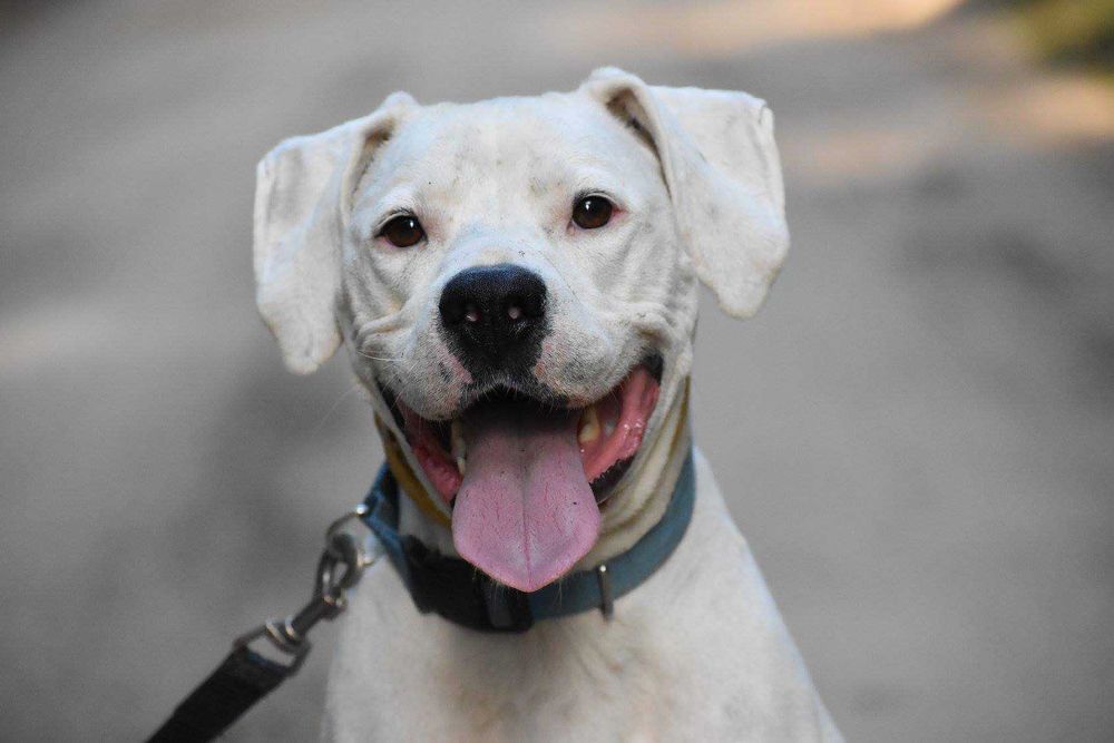 Do adopcji Fado, pies w typie pit bulla i DA TTB Poznań