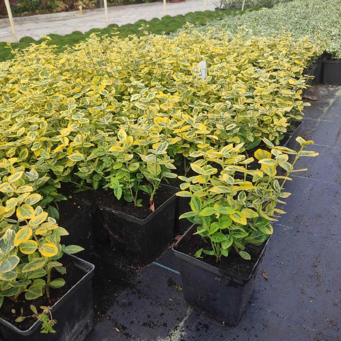 Trzmielina Fortunea , Euonymus fortunei sadzonka w pojemniku 1,5litra