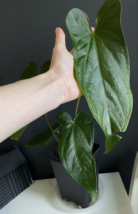 Антуріум Anthurium Magnificum x Nigrolaminum ‘Gigi’