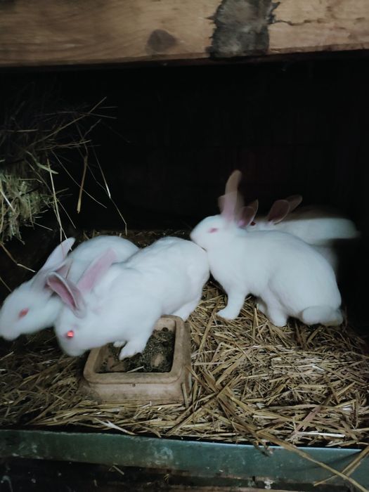 Młode Termondzkie Hodowla EW 345