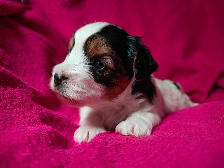 Yorkshire terrier Biewer piesek