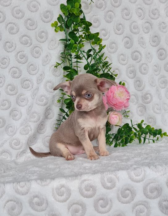Excelente mini lilac tan Chihuahua/Chiuaua Linhagem Russa,Qualidade