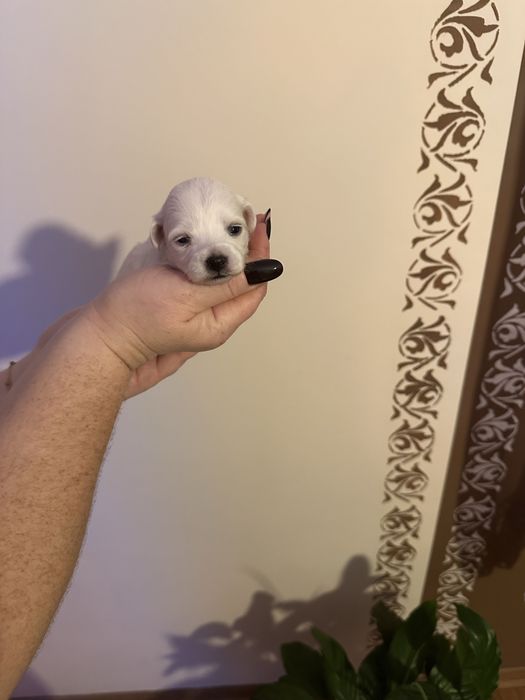 Maltańczyk - suczka