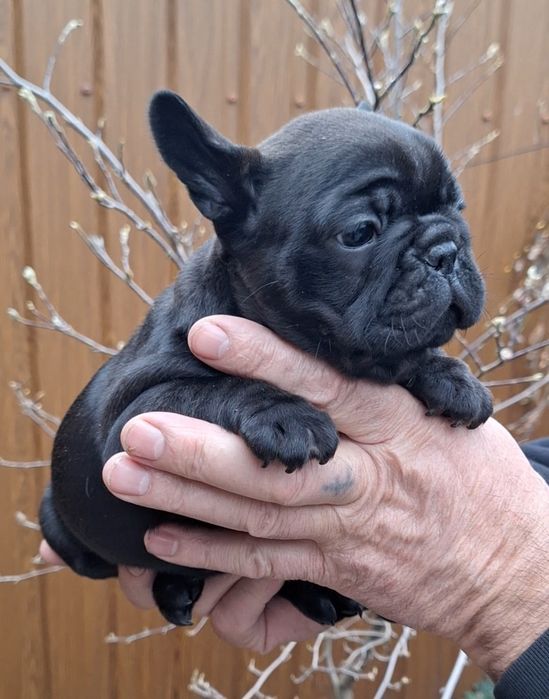 Чарівна дівчинка