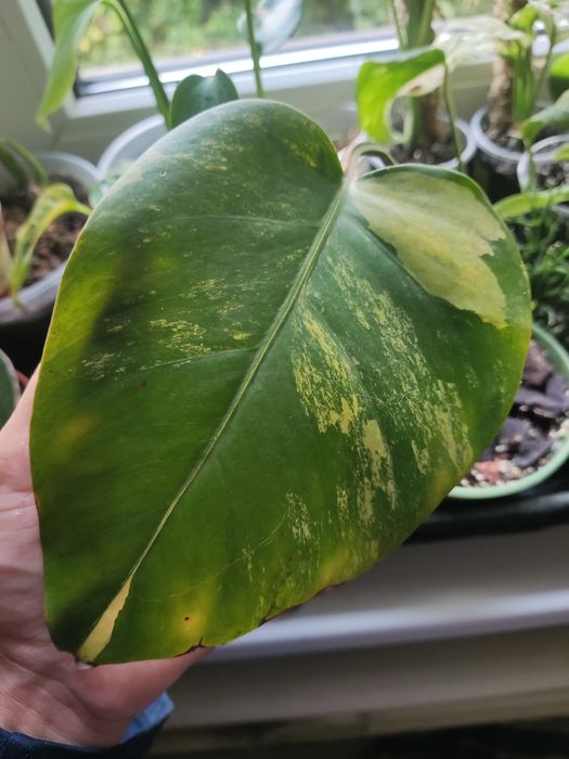 Монстера yellow splash