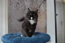 Faza DeepBlue solid ragdoll -cudo- gotowa na nowy domek