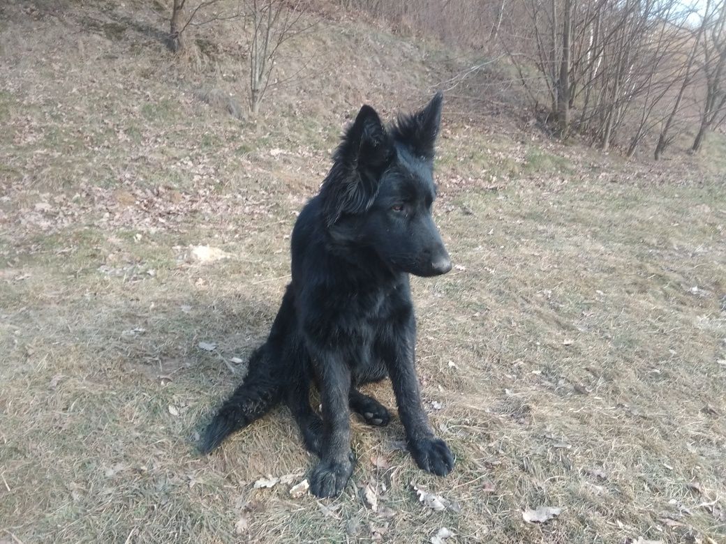 Owczarki Staroniemieckie z linii DDR klasa FCI