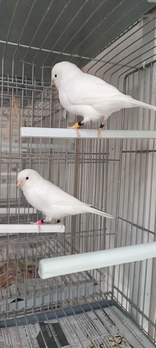 Canários machos - Brancos Recessivos