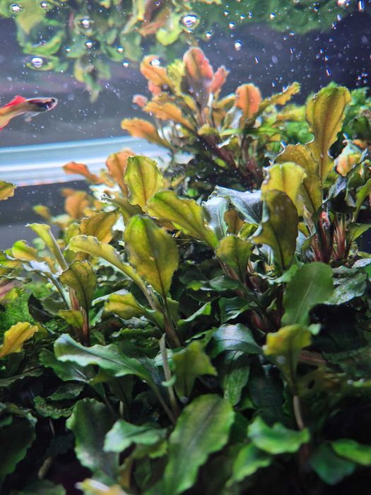 Bucephalandra mix szczepki
